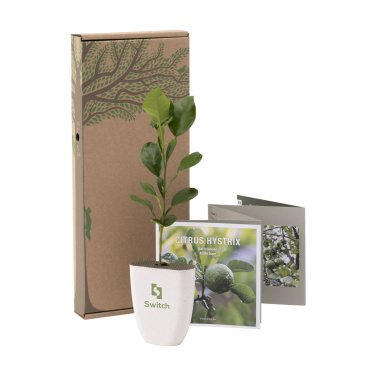 Logotrade corporate gift image of: Treemore Letterbox Trees Kaffir Lemon