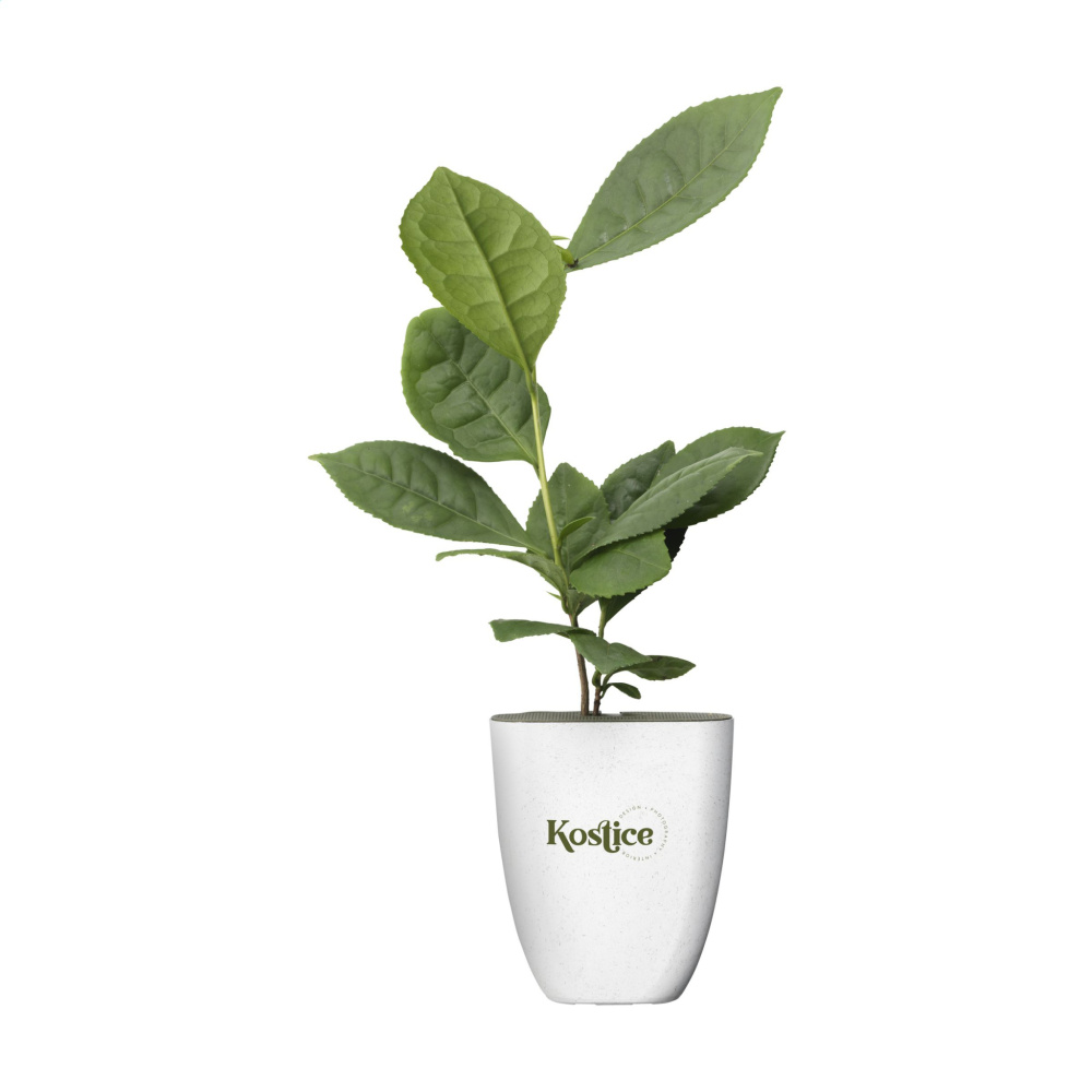 Logo trade corporate gift photo of: Treemore Letterbox Trees Tea plant