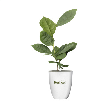 Logotrade promotional gifts photo of: Treemore Letterbox Trees Tea plant