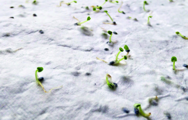 Logo trade liikelahja mainoslahja tuotekuva: Luonnonkukkien siementen käynti