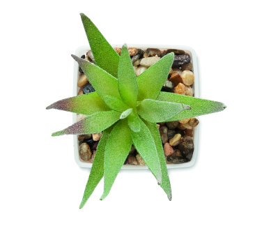 Лого трейд pекламные продукты фото: Mini artificial plant