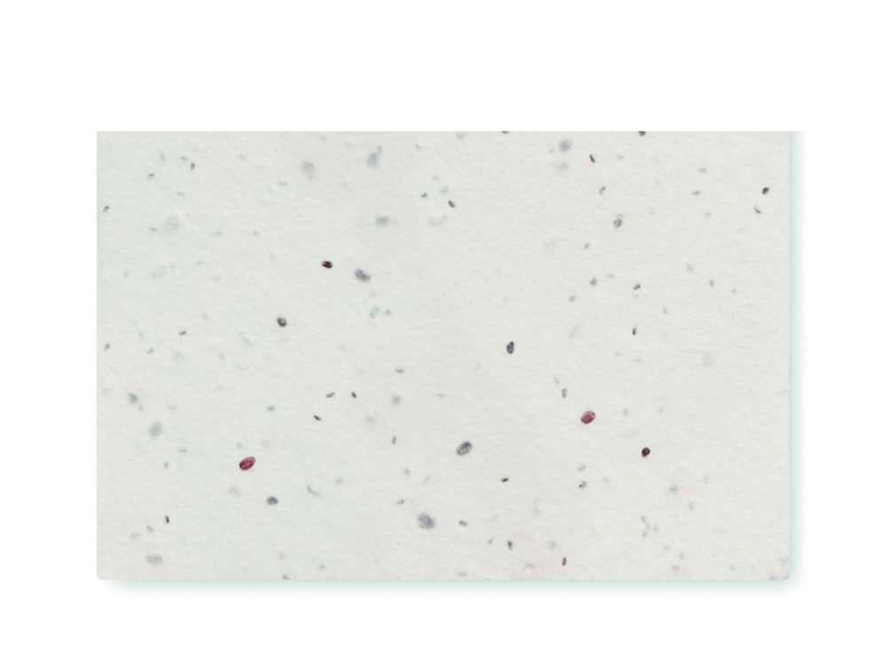 Логотрейд pекламные cувениры картинка: Wildflower seed business card.